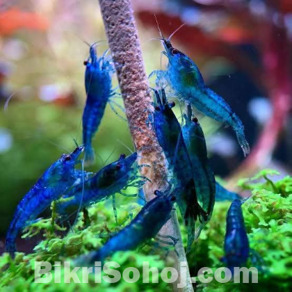 Shrimp all Colour